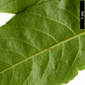 SpeciesSub: subsp. occidentalis